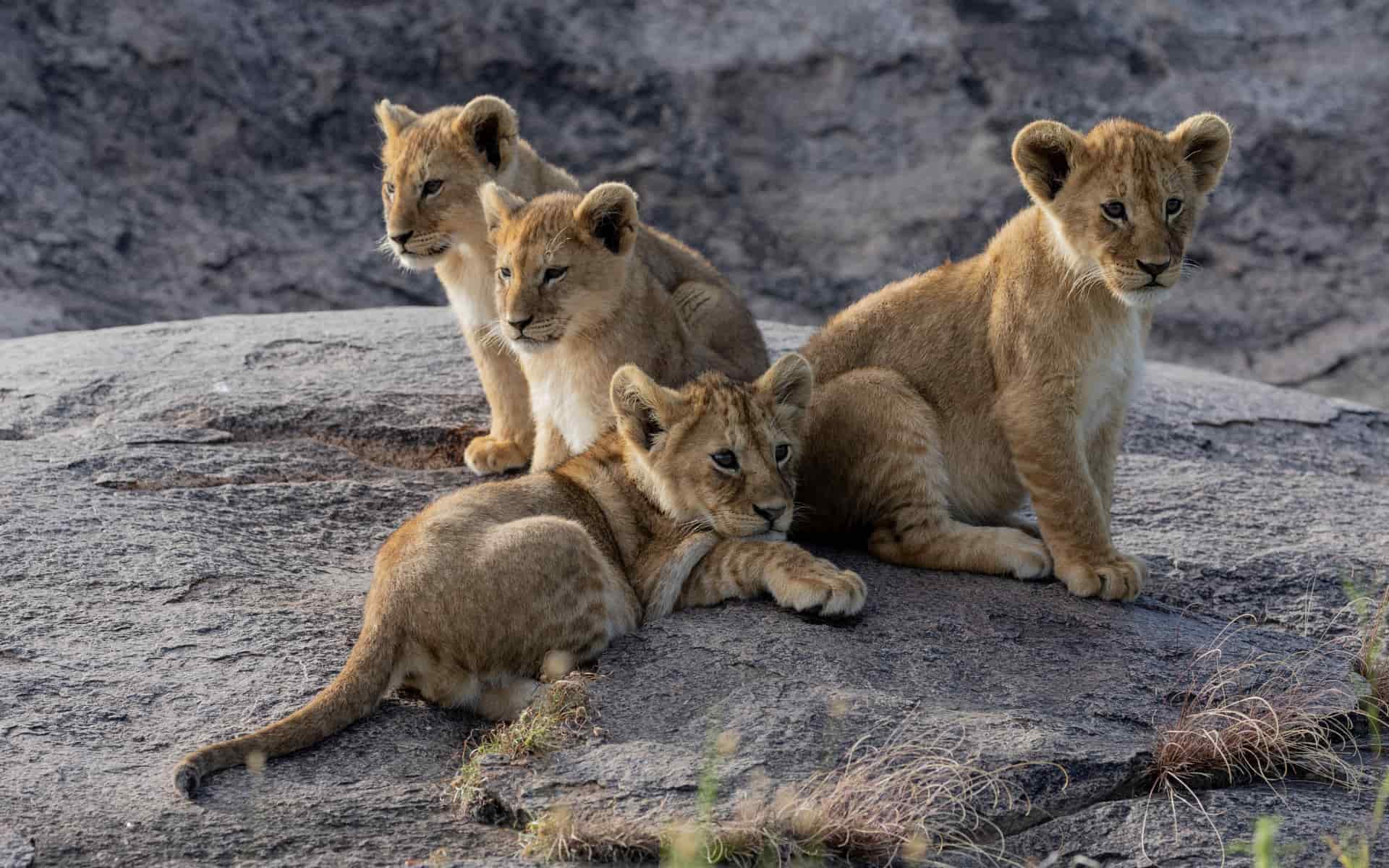 Lion cubs in Tanzania, credit Laly Lichtenfeld