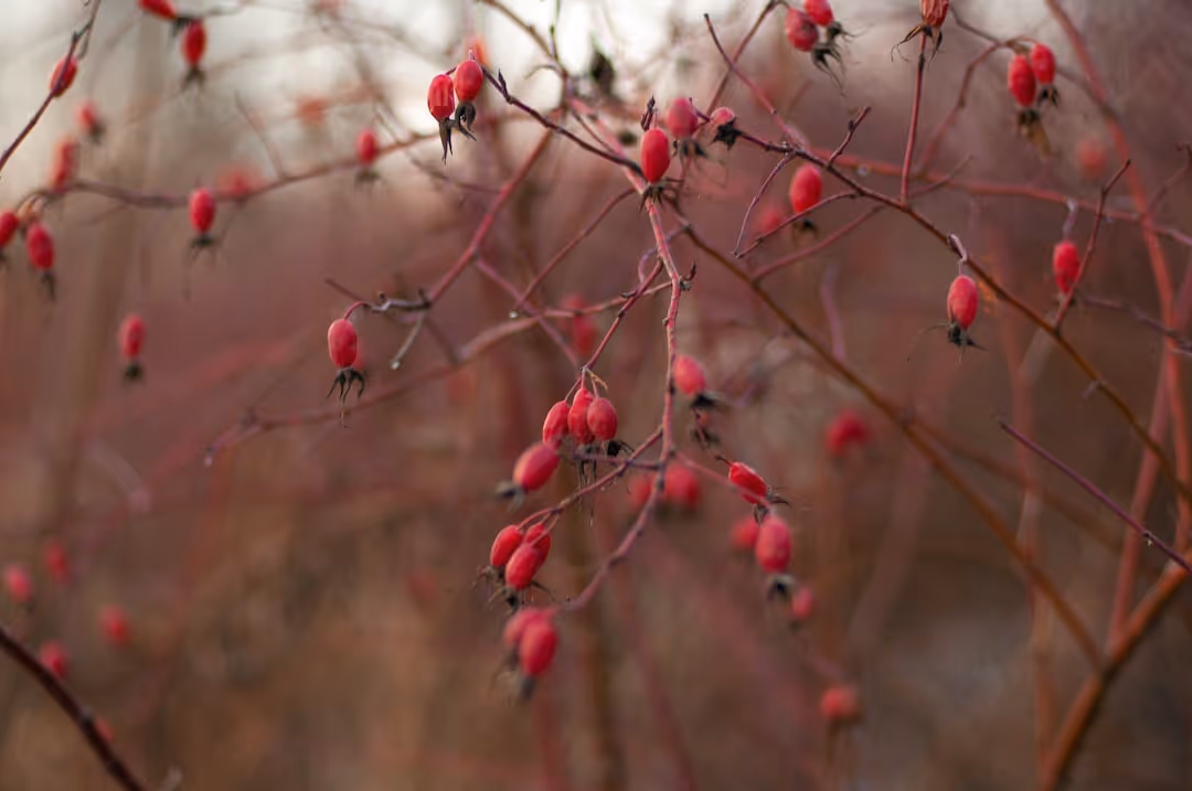 Emu berry plant with fruits growing.