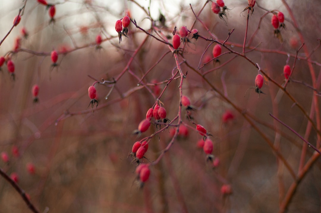 Emu berry plant with fruits growing.