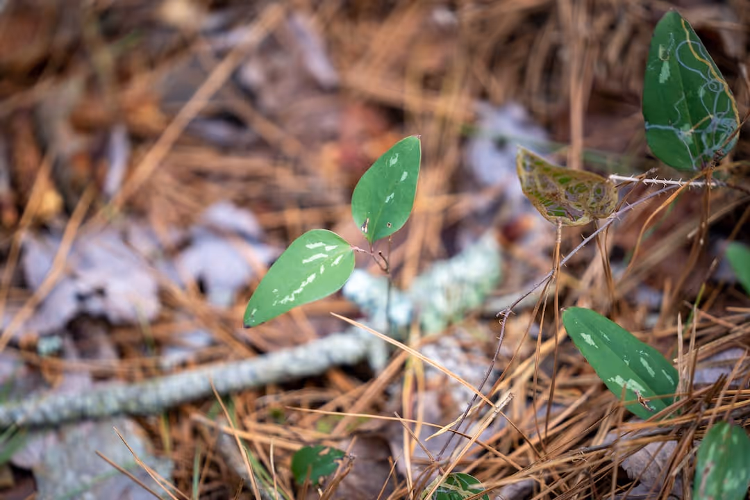Healthy greenbrier plant with lush foliage and vines.