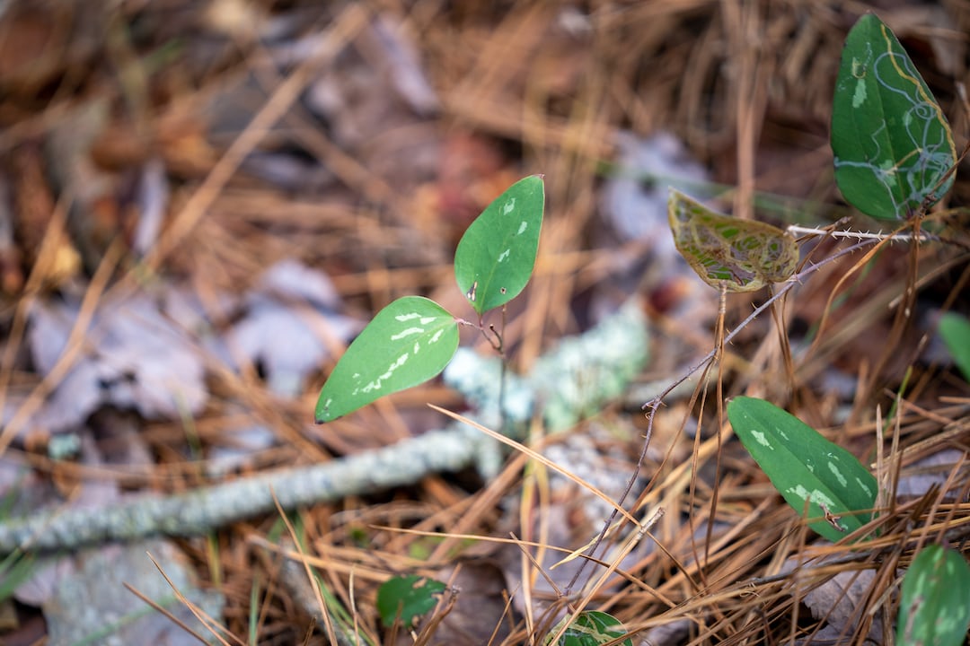 Healthy greenbrier plant with lush foliage and vines.