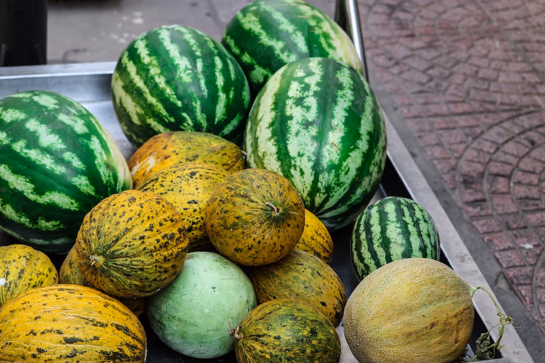 Citron melon growing in a garden.