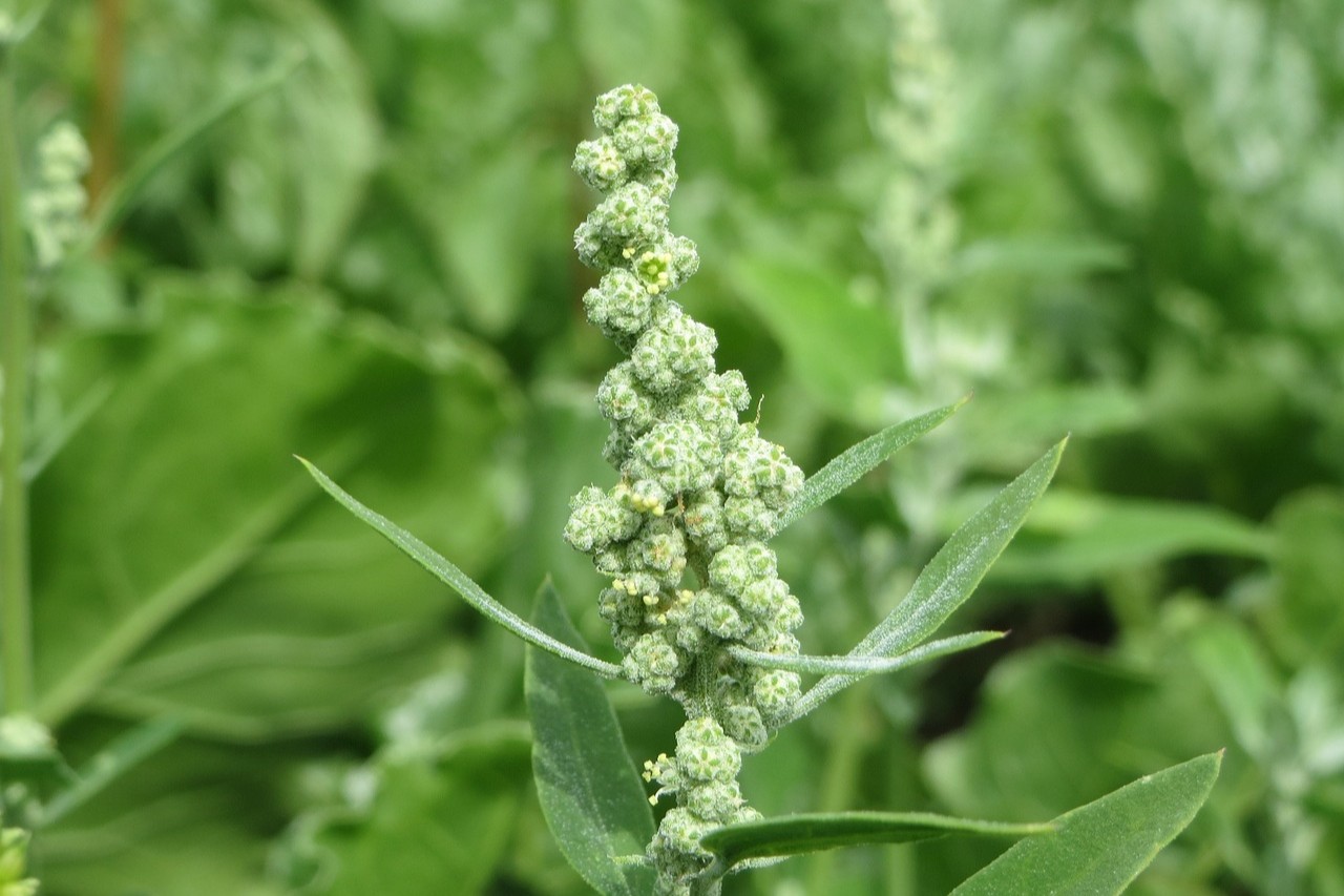 Lush green lambsquarters growing in a garden.