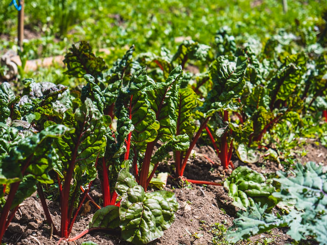 Healthy collard greens growing in a garden.