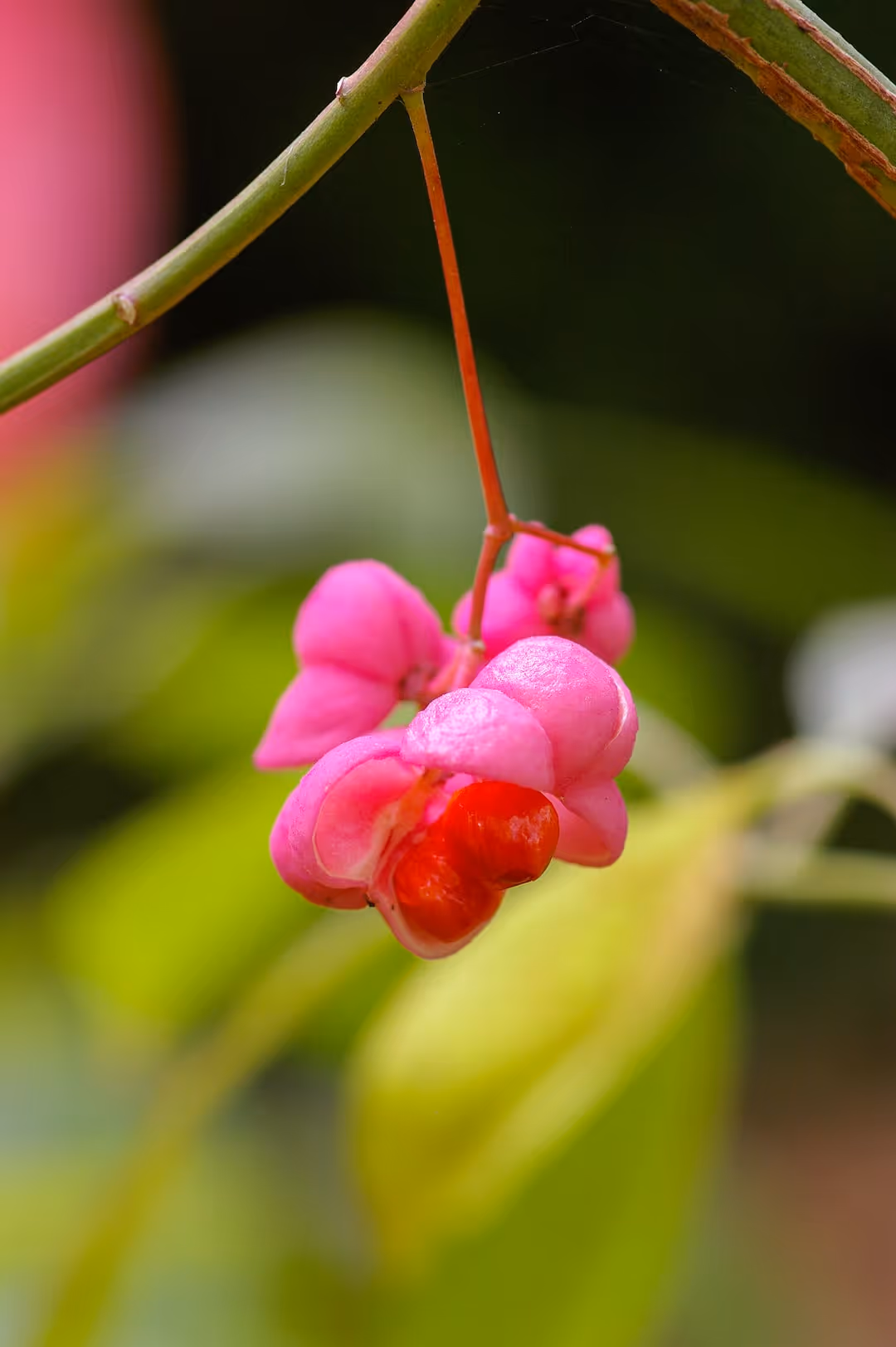 Hearts-A-Bustin' shrub with vibrant red seed pods and lush foliage.