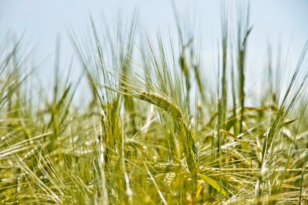 Indian rice grass growing outdoors.