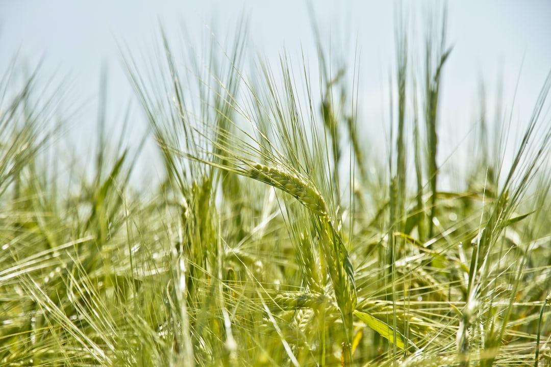Indian rice grass growing outdoors.