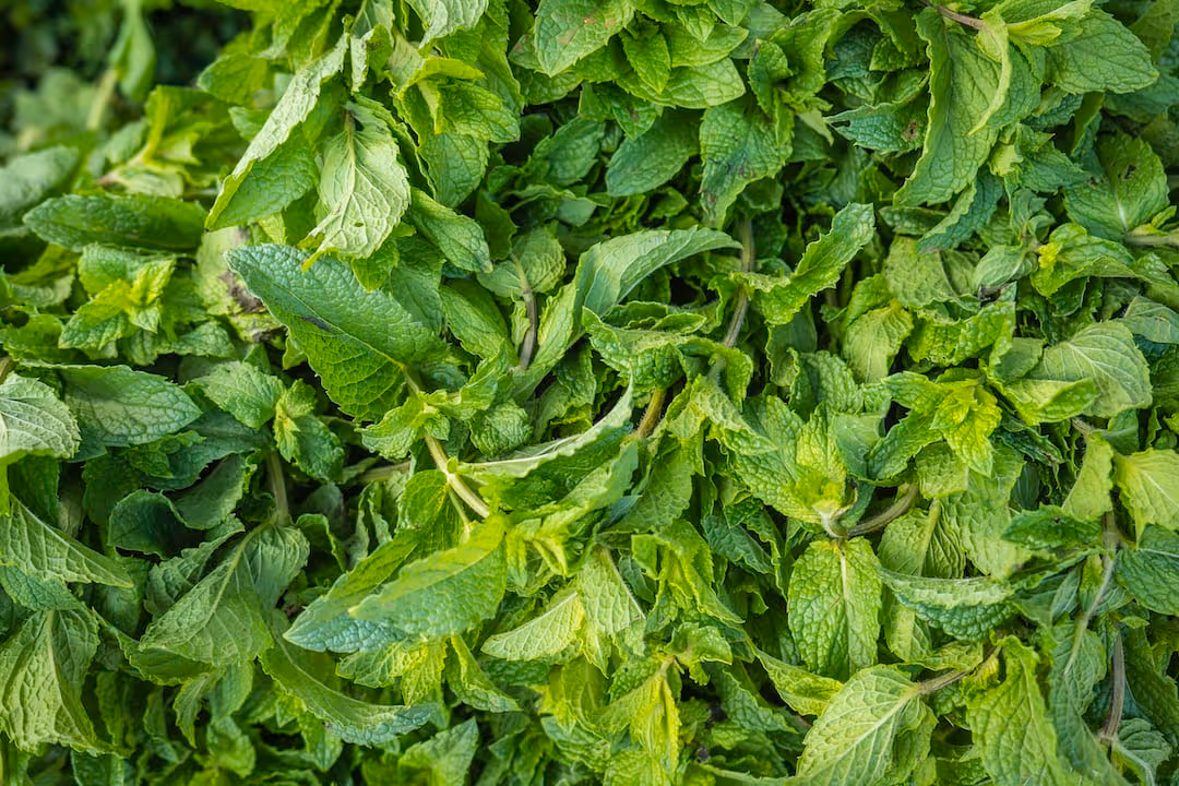 Fresh spearmint growing in a garden.
