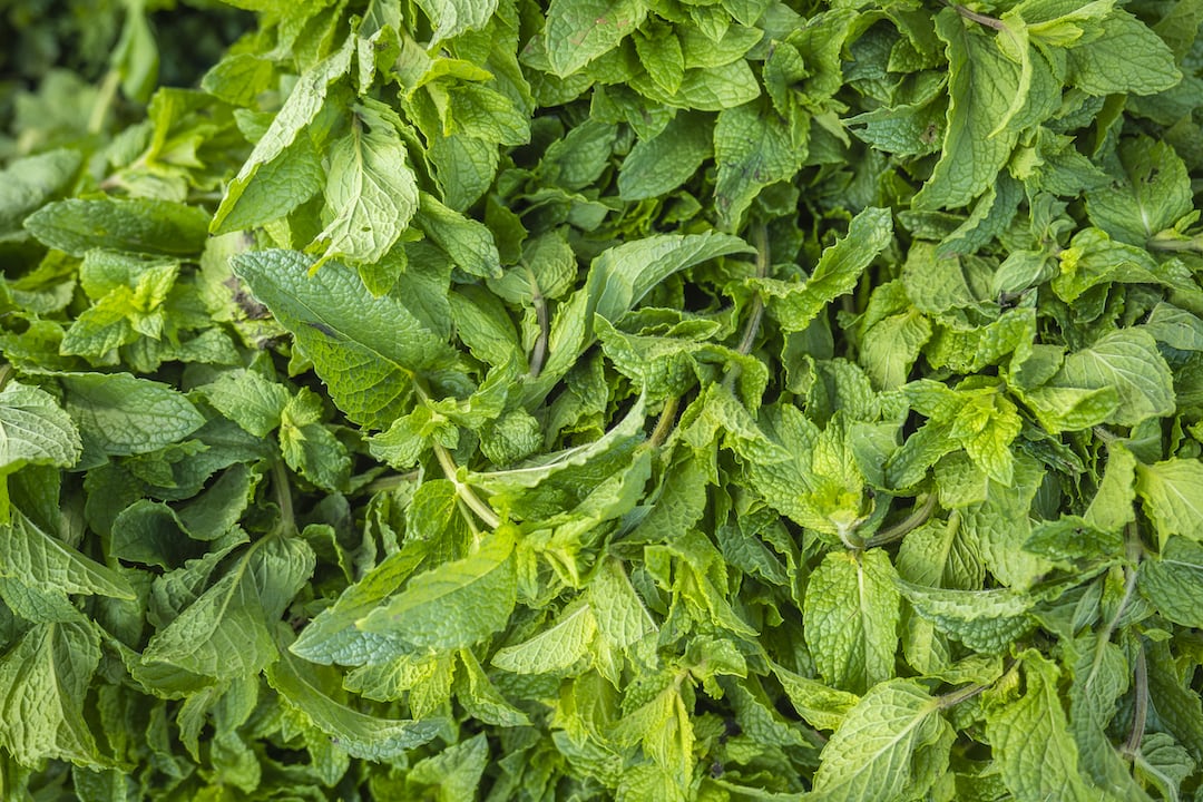 Fresh spearmint growing in a garden.