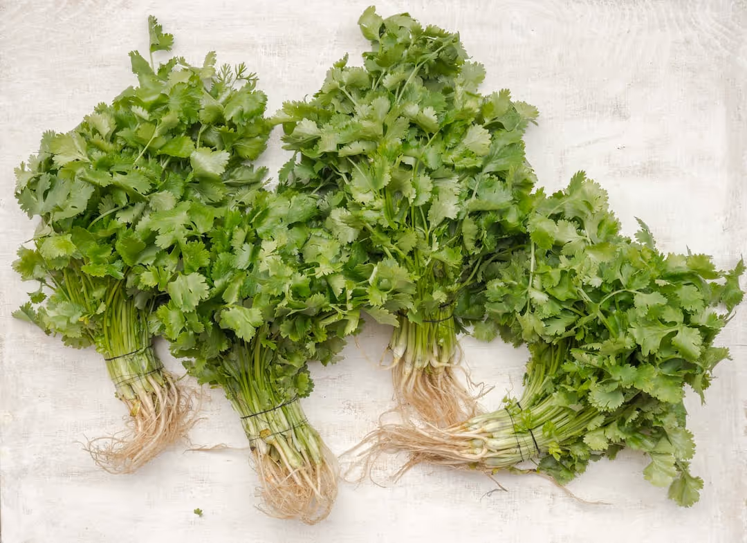Fresh coriander plants growing in soil.