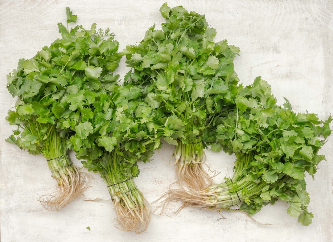 Fresh coriander plants growing in soil.