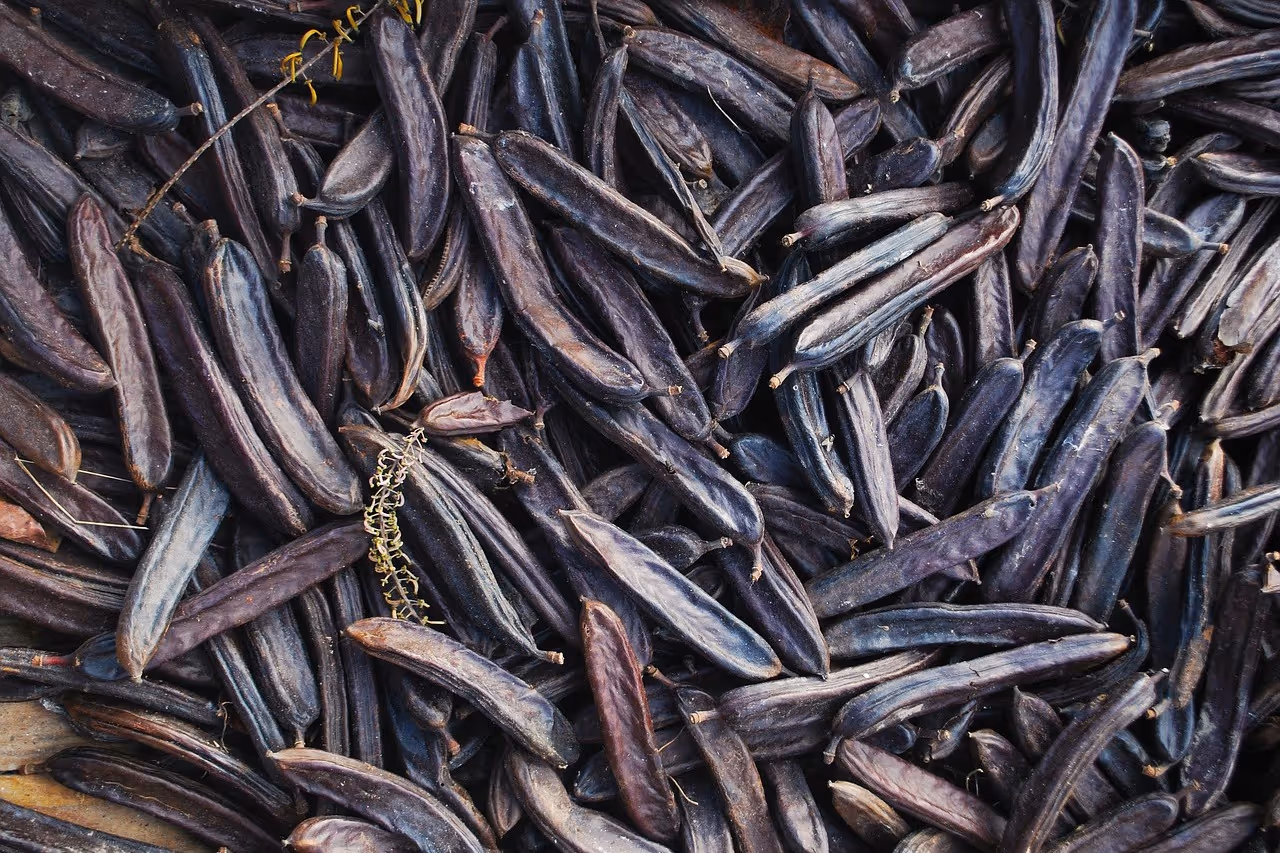 Carob pods growing on a carob tree.