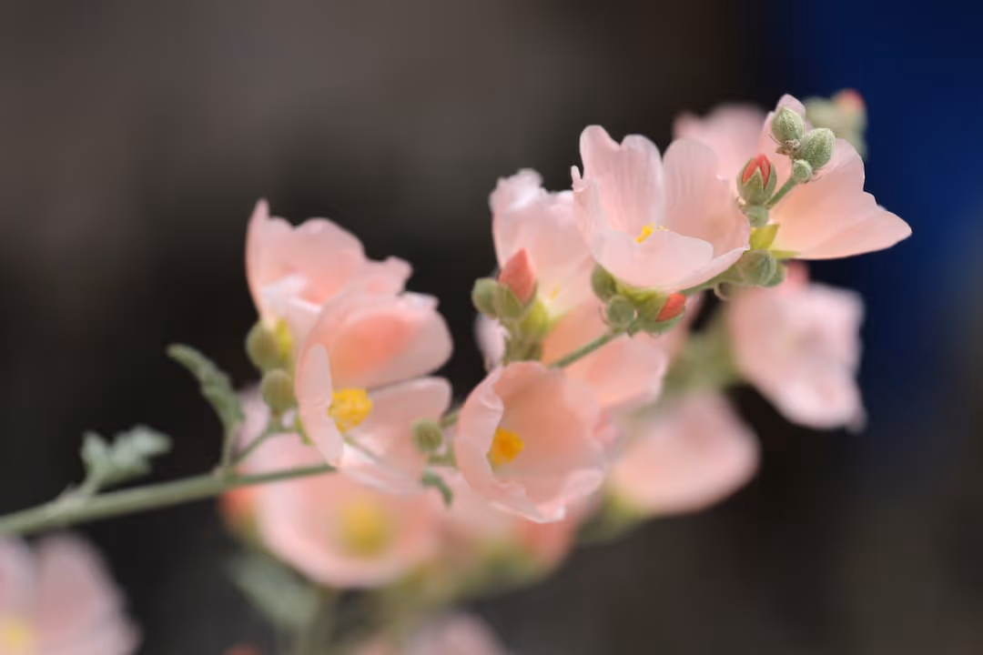 Healthy flowering mallow plant growing in a garden.