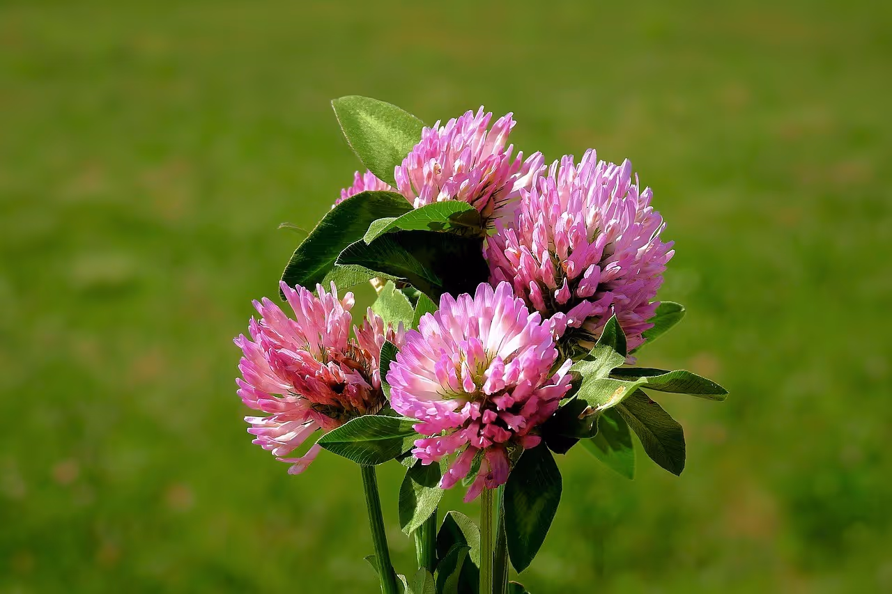 Healthy red clover plants growing in soil.