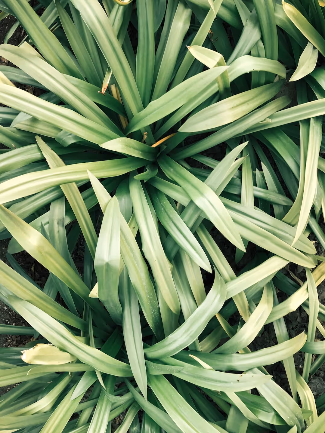 Healthy lemongrass plants growing in soil.