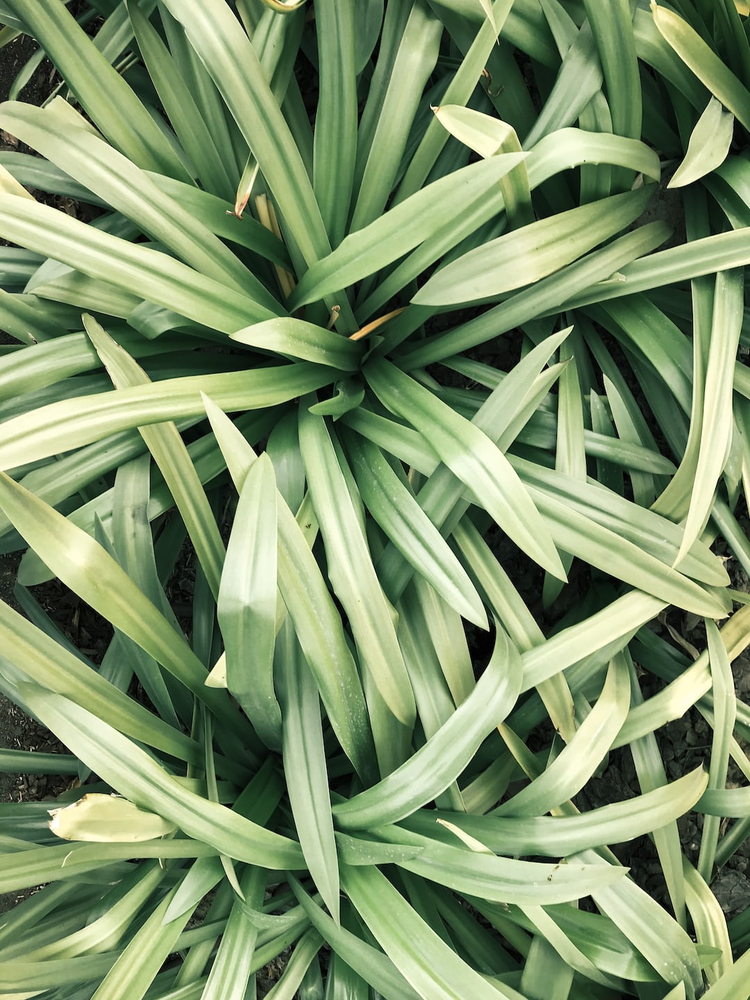 Healthy lemongrass plants growing in soil.