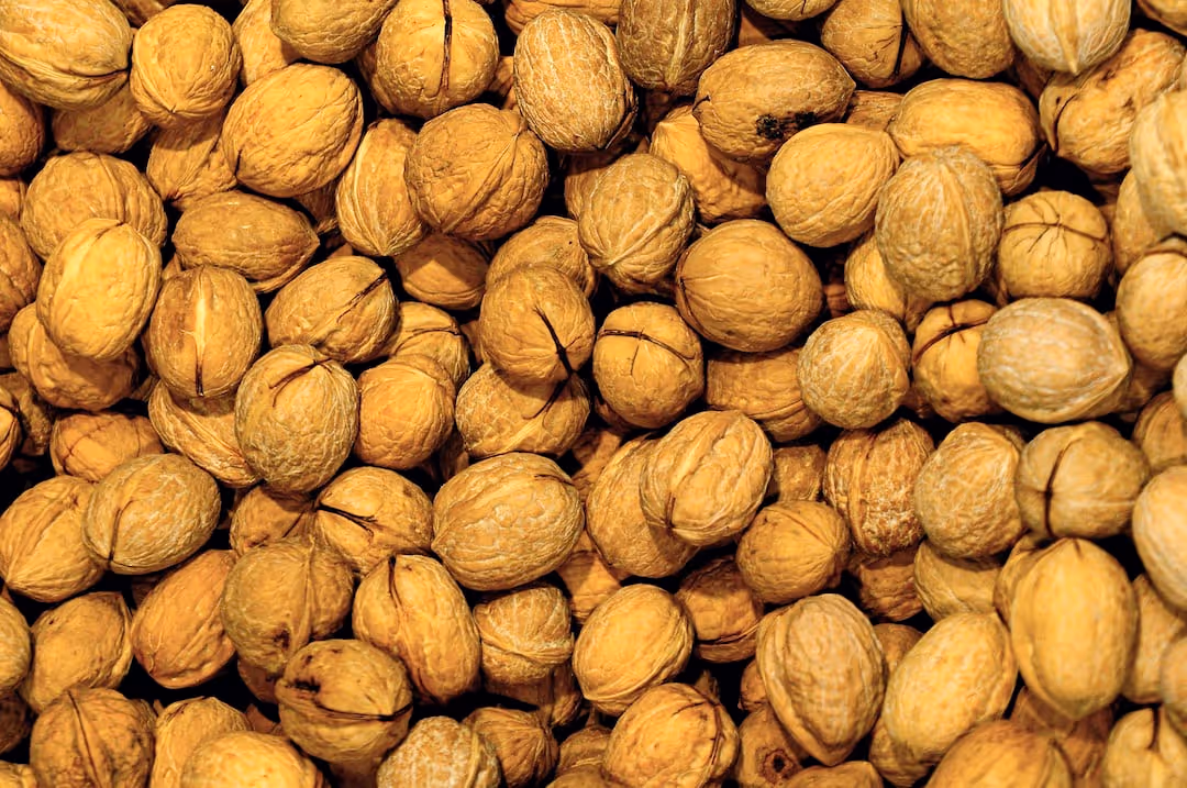 Hickory nuts growing on a tree branch.