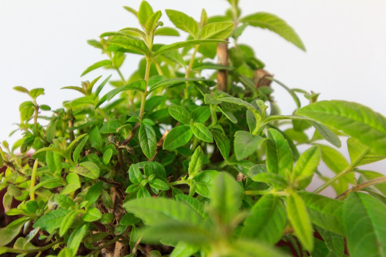 Lemon verbena plant growing in a garden.