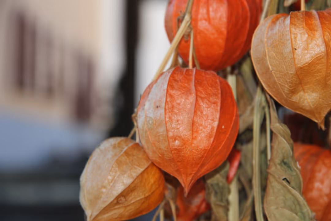 Cape gooseberry plant with fruits growing in a garden.