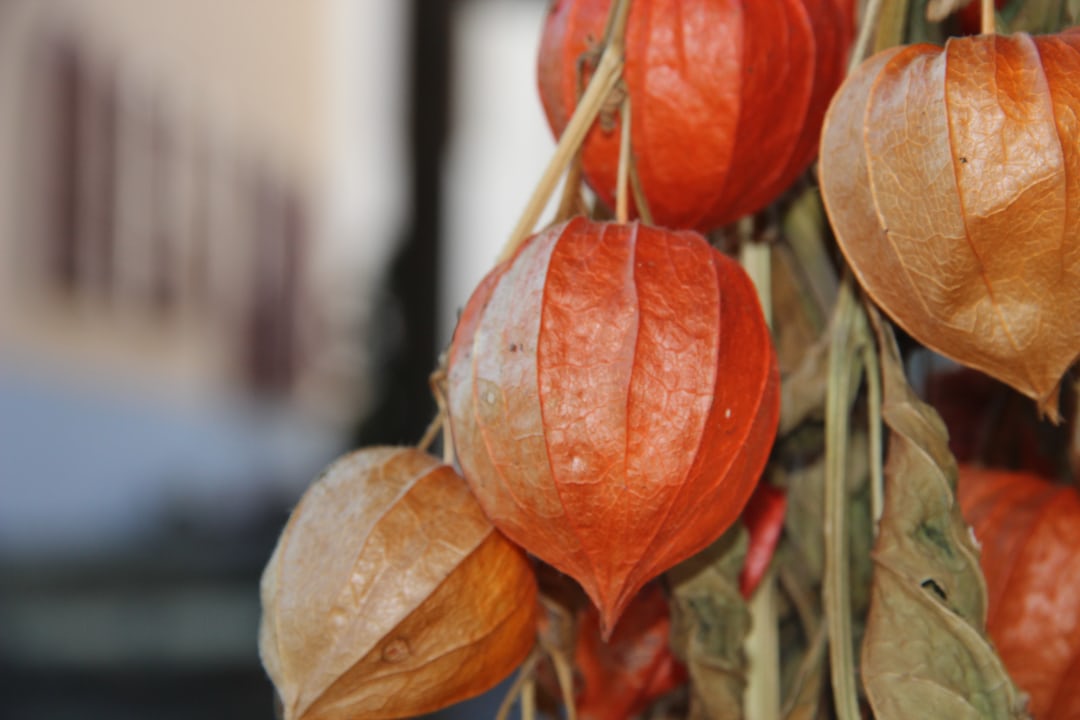 Cape gooseberry plant with fruits growing in a garden.