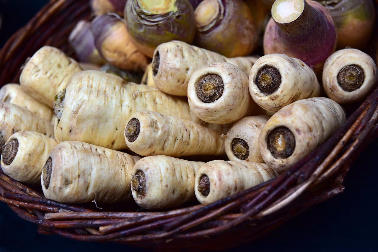 Parsley root growing in garden soil.