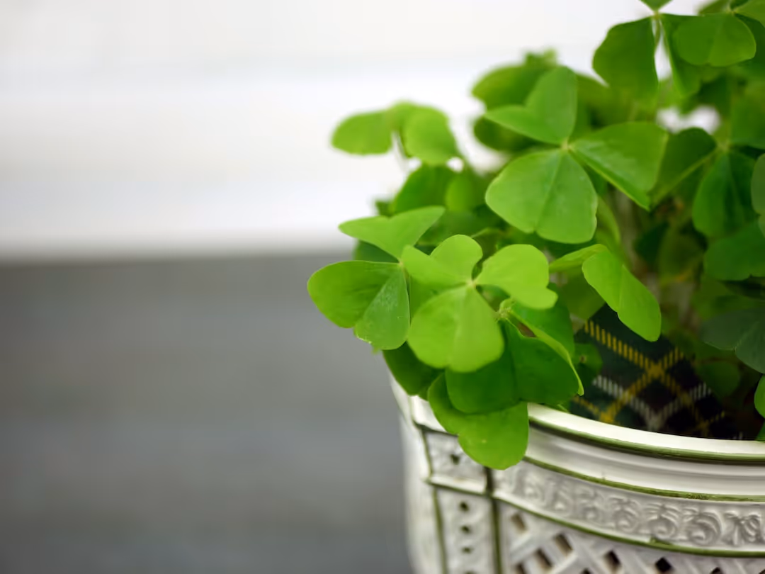 Green clover plants growing in soil.