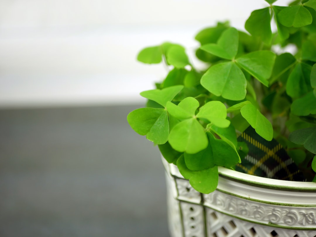 Green clover plants growing in soil.