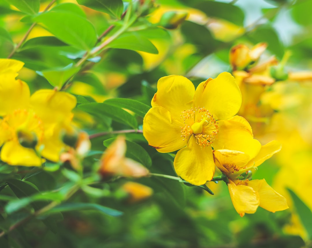 Bright yellow St. John's Wort flowers thriving in a garden.