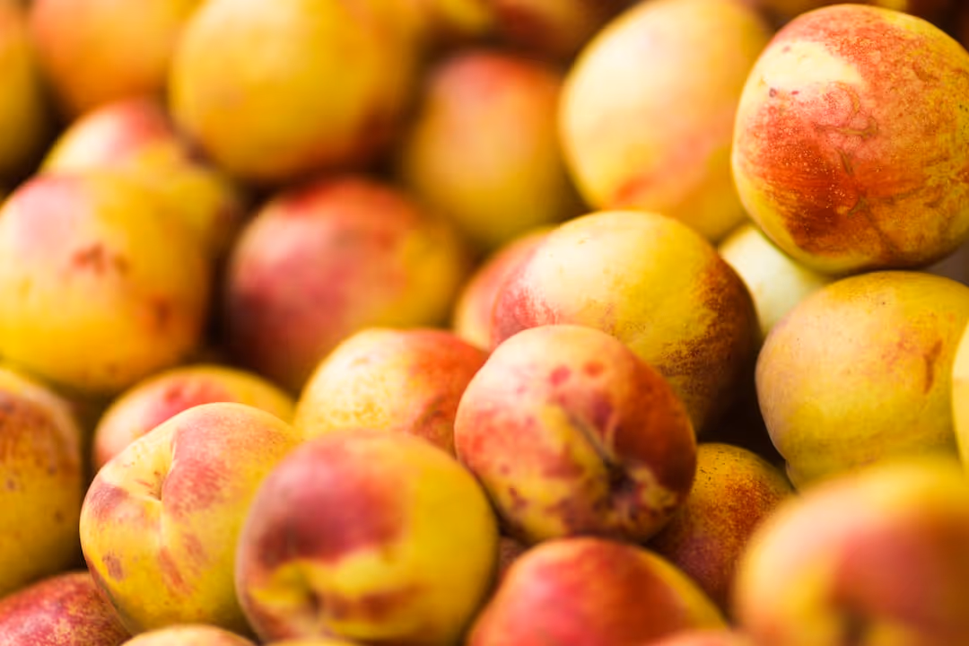 Ripening nectarines hanging from a branch.