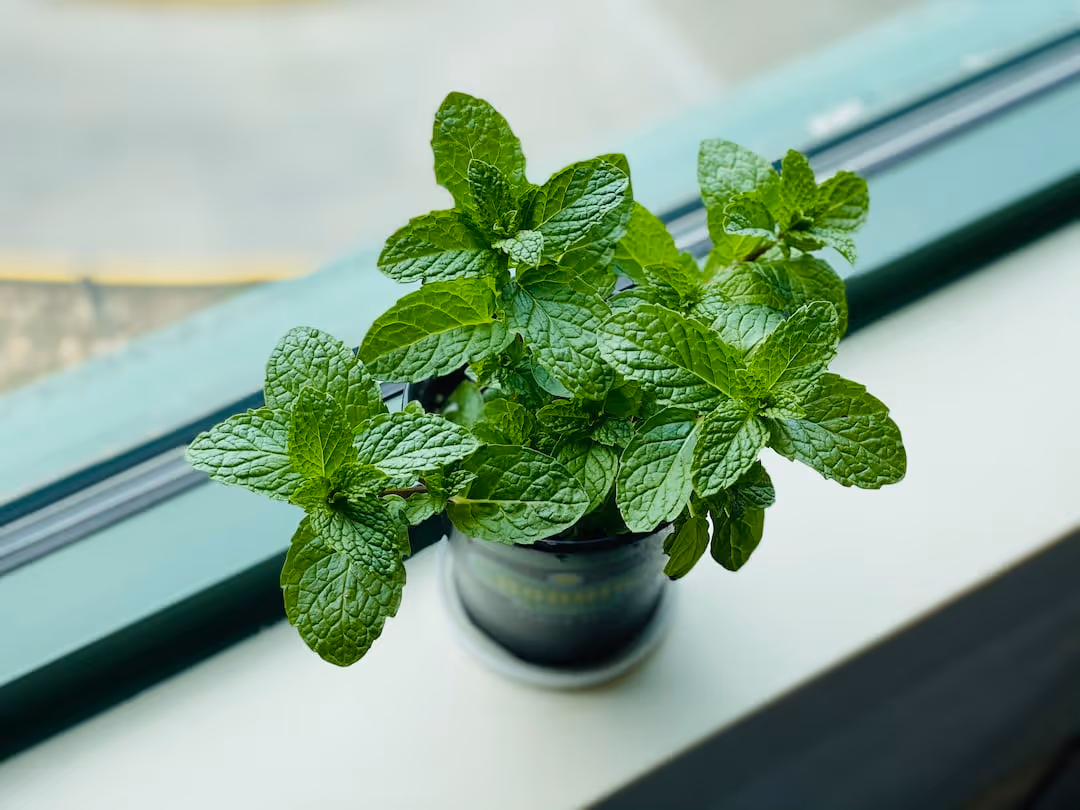 Fresh green mint plants growing in soil.