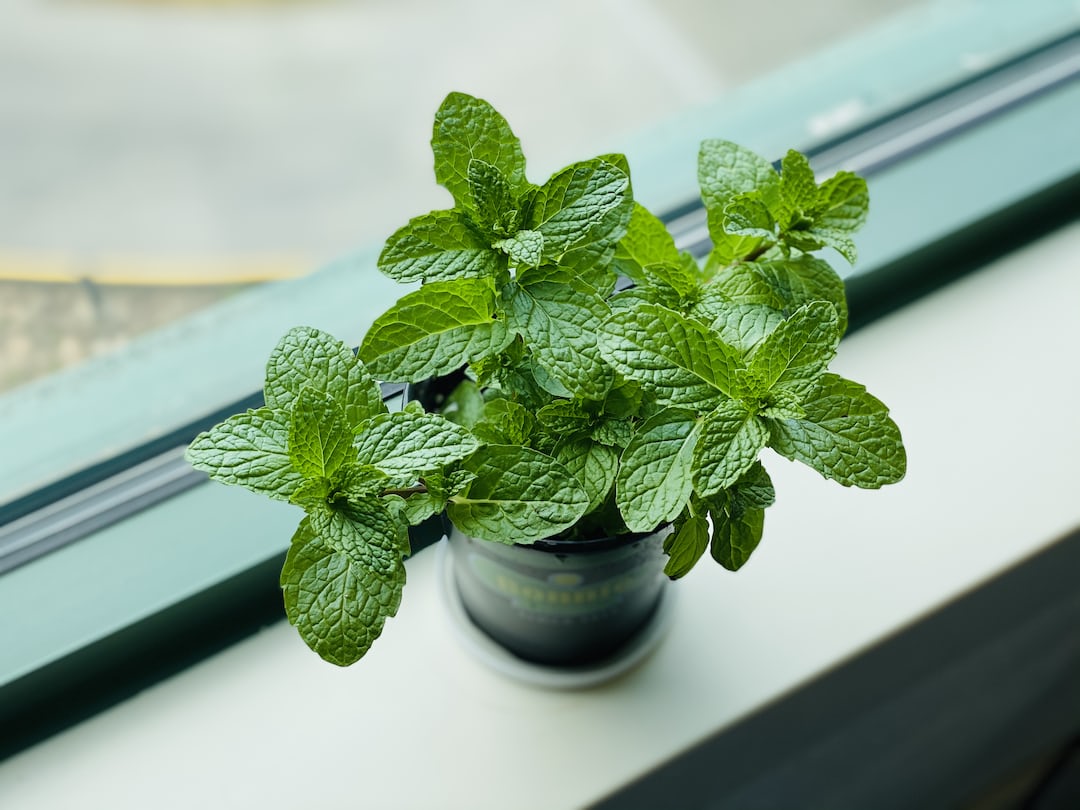Fresh green mint plants growing in soil.