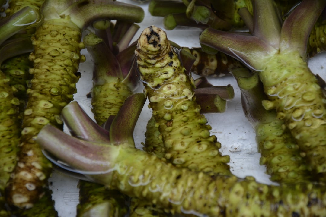 Fresh green wasabi plants growing in soil.