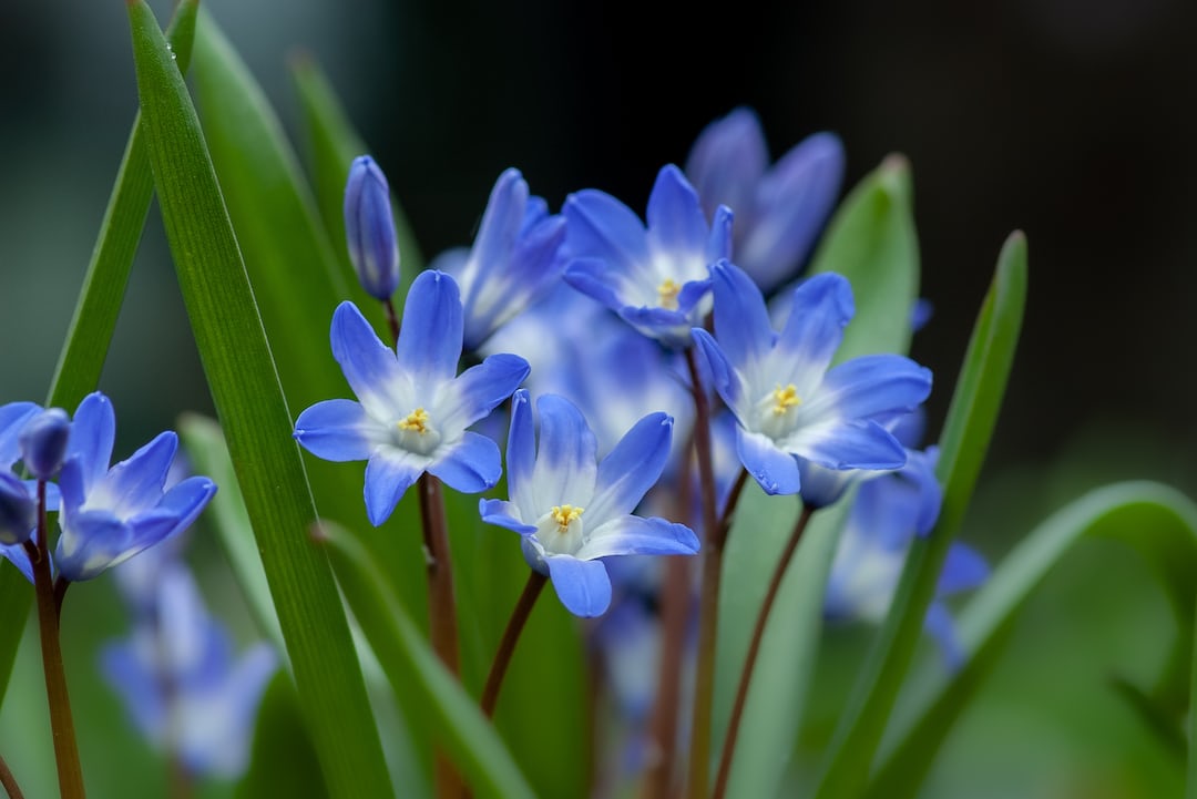 Blooming primrose flowers in a garden.