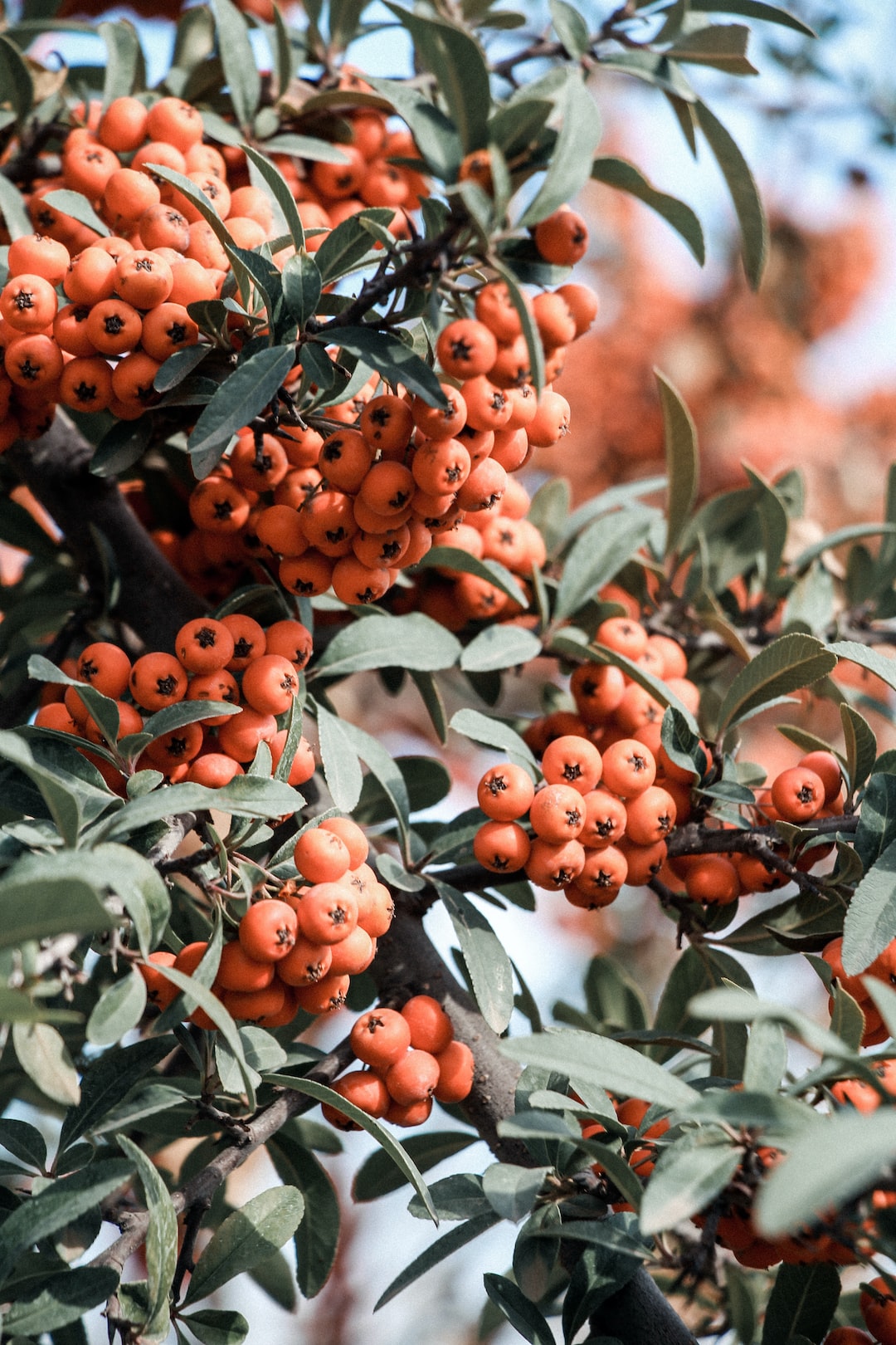 Medlar fruit growing on a healthy tree branch.