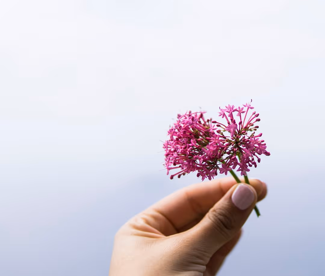 Valerian plants growing in a garden.
