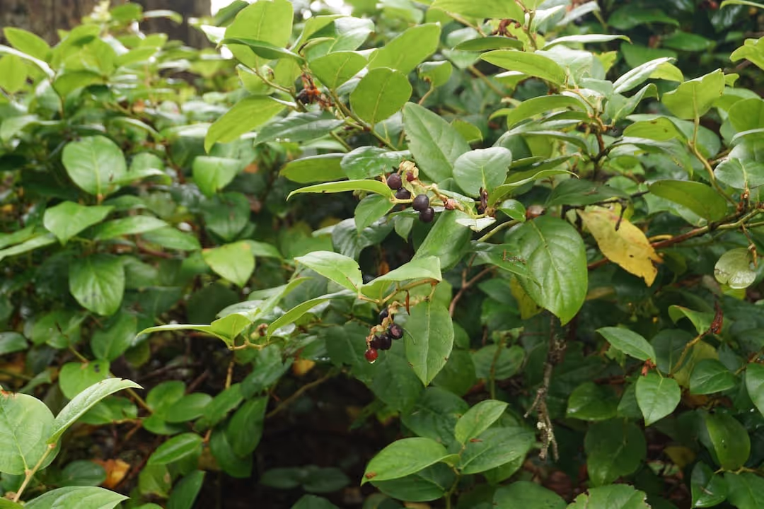 Healthy salal shrub with green foliage and berries.