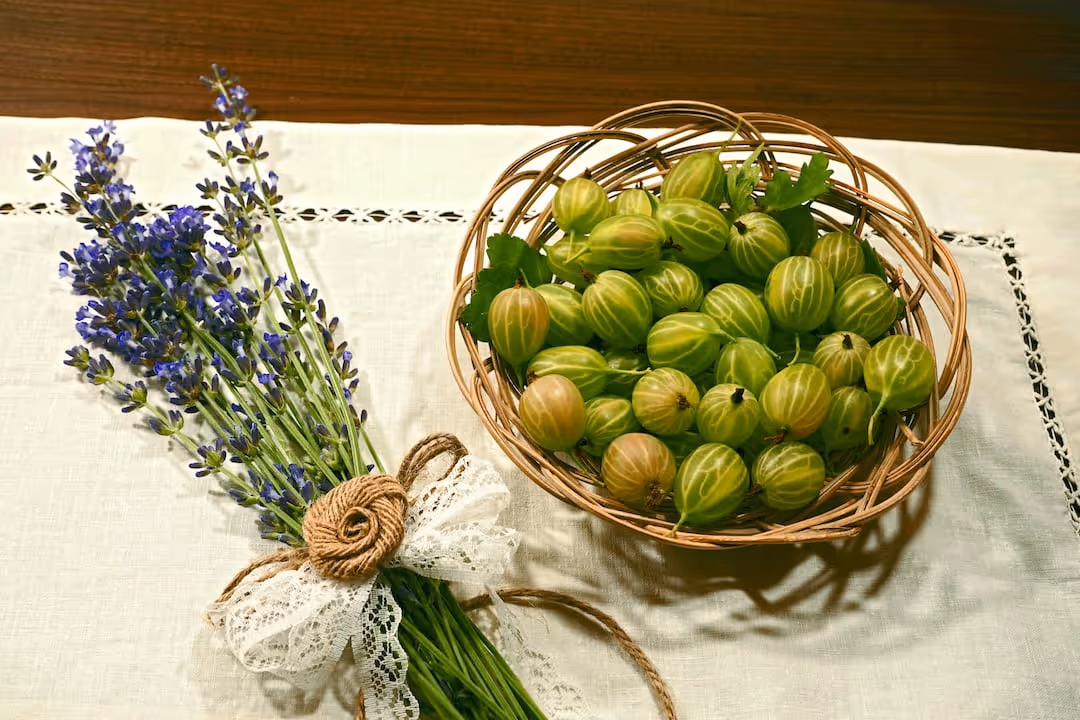 Green gooseberries growing on a bush.