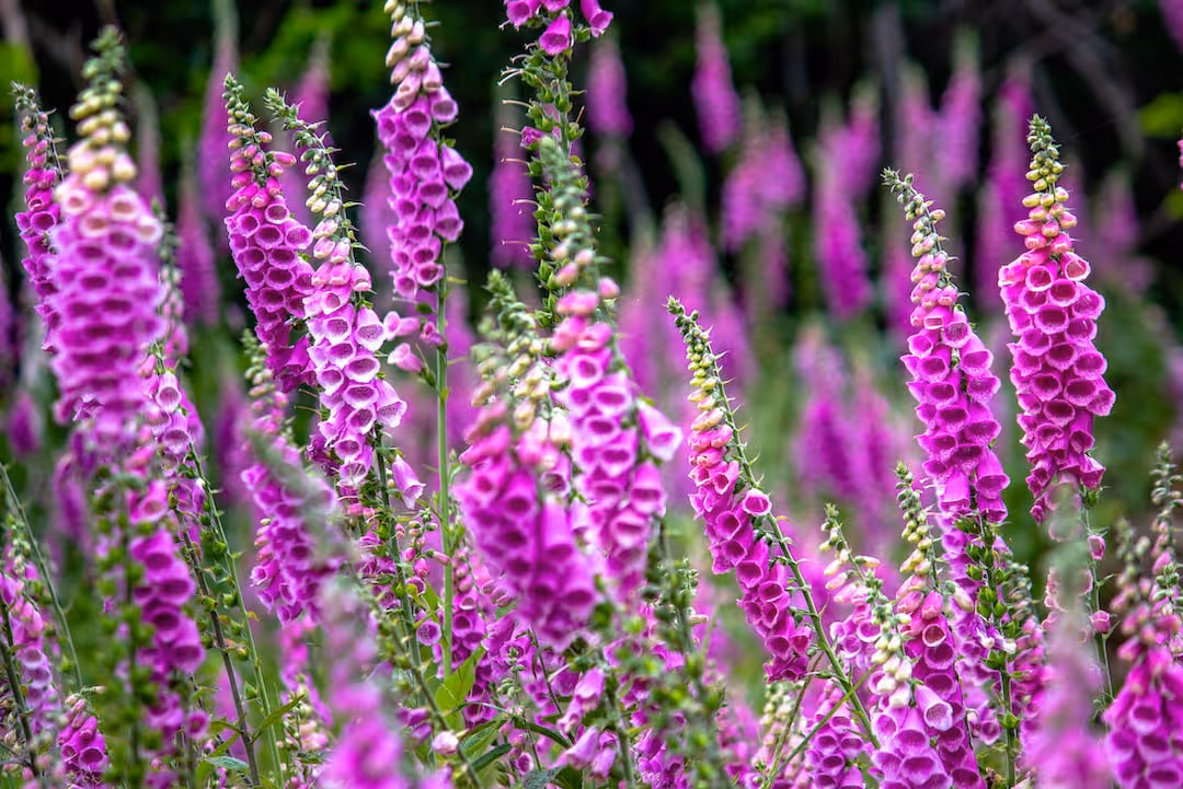 Foxglove flowers growing in a garden.