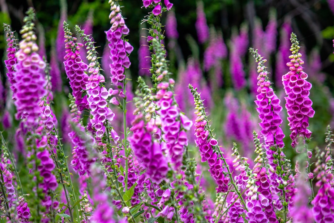 Foxglove flowers growing in a garden.
