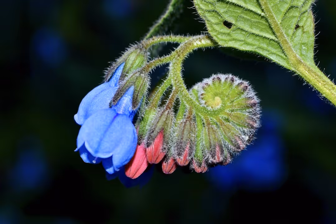 Healthy comfrey plant growing in garden soil.