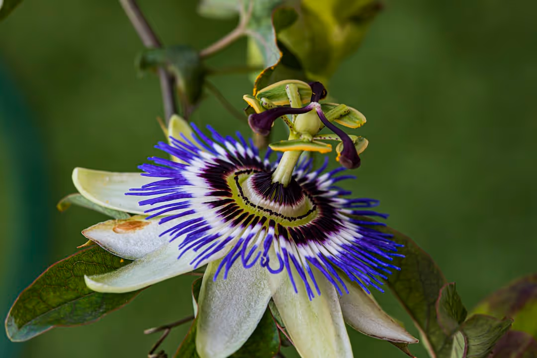 Blooming passion flower plant in a garden setting.