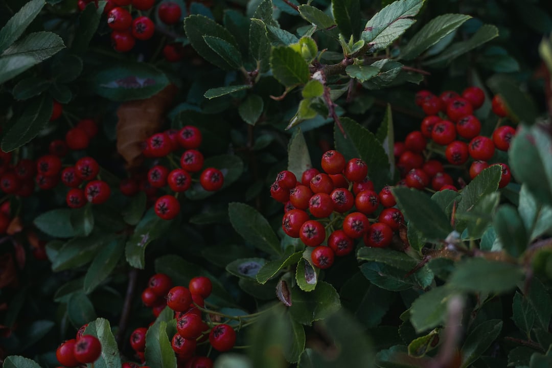 Buffaloberry shrub with ripe berries growing.