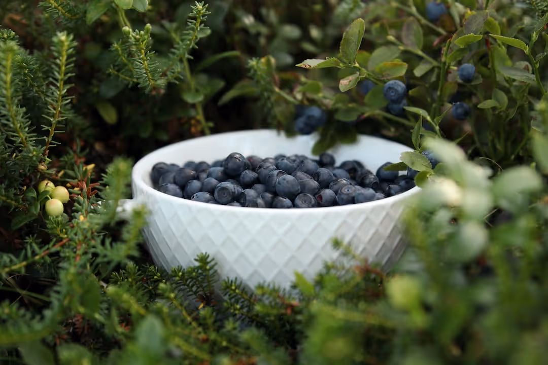 Bilberry plant with berries growing in a garden.