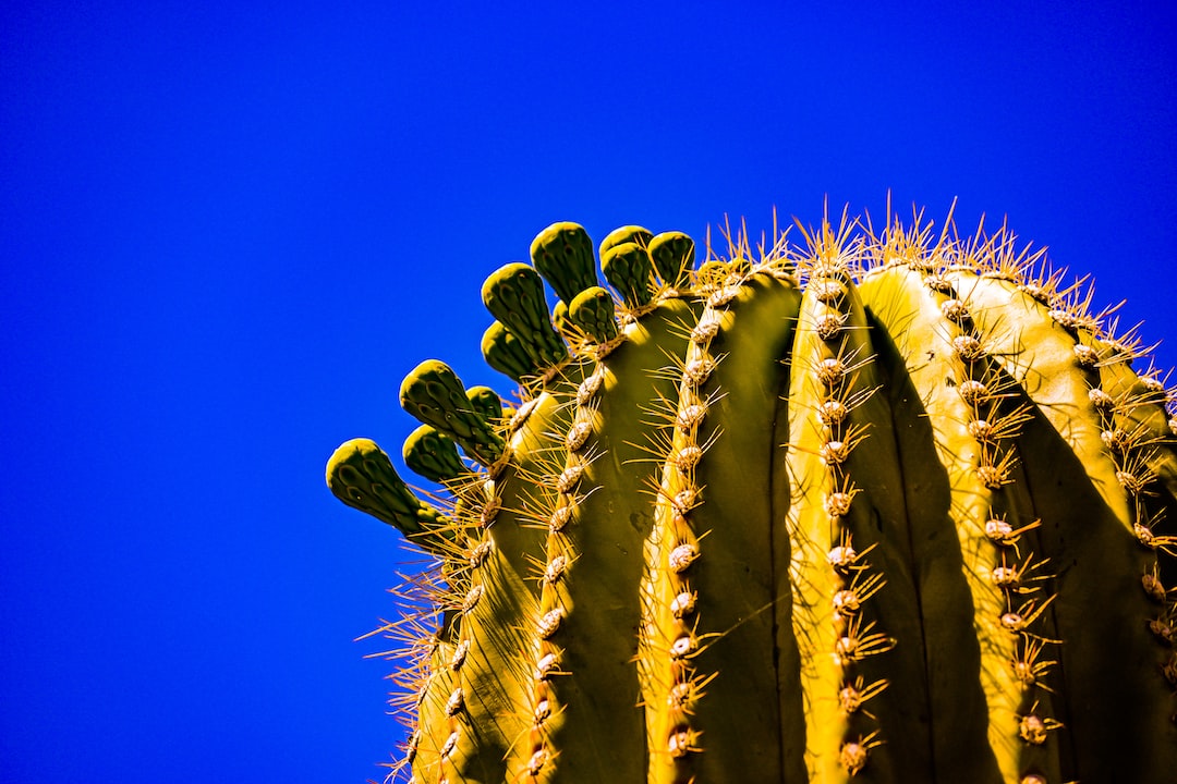 Healthy cactus growing in a pot indoors.