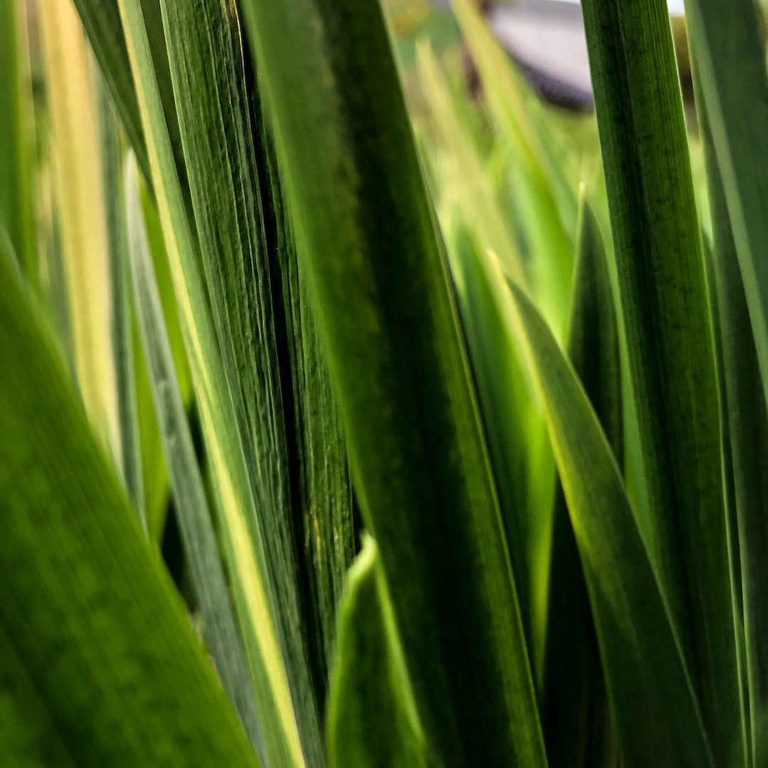 Leek plants growing in garden soil.