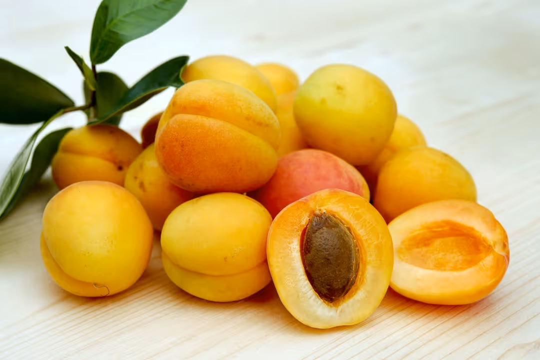 Ripening apricots hanging from a branch.