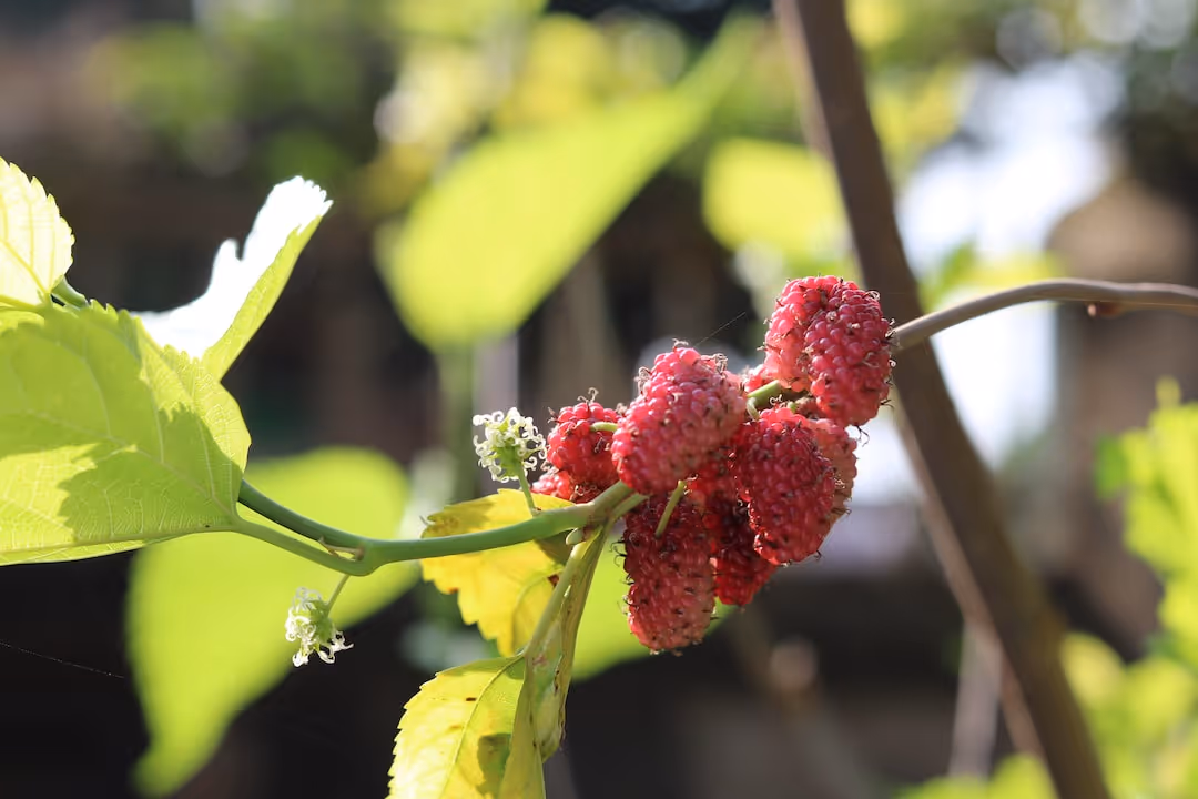 Mulberry fruits ripening on a branch.