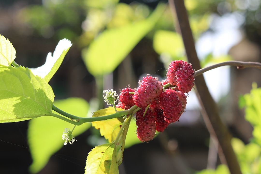 Mulberry fruits ripening on a branch.