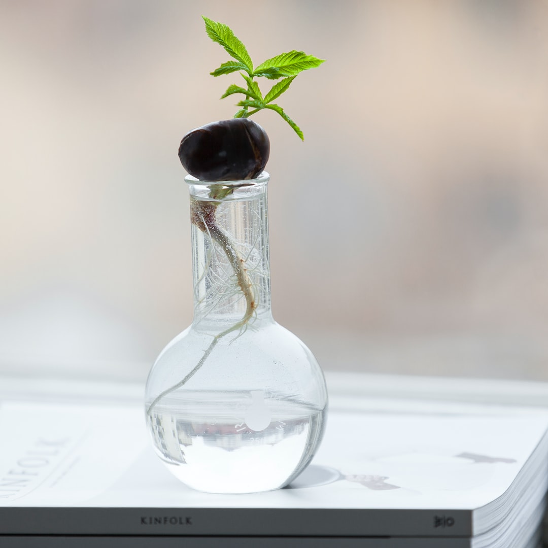 Water chestnut plants growing in water.
