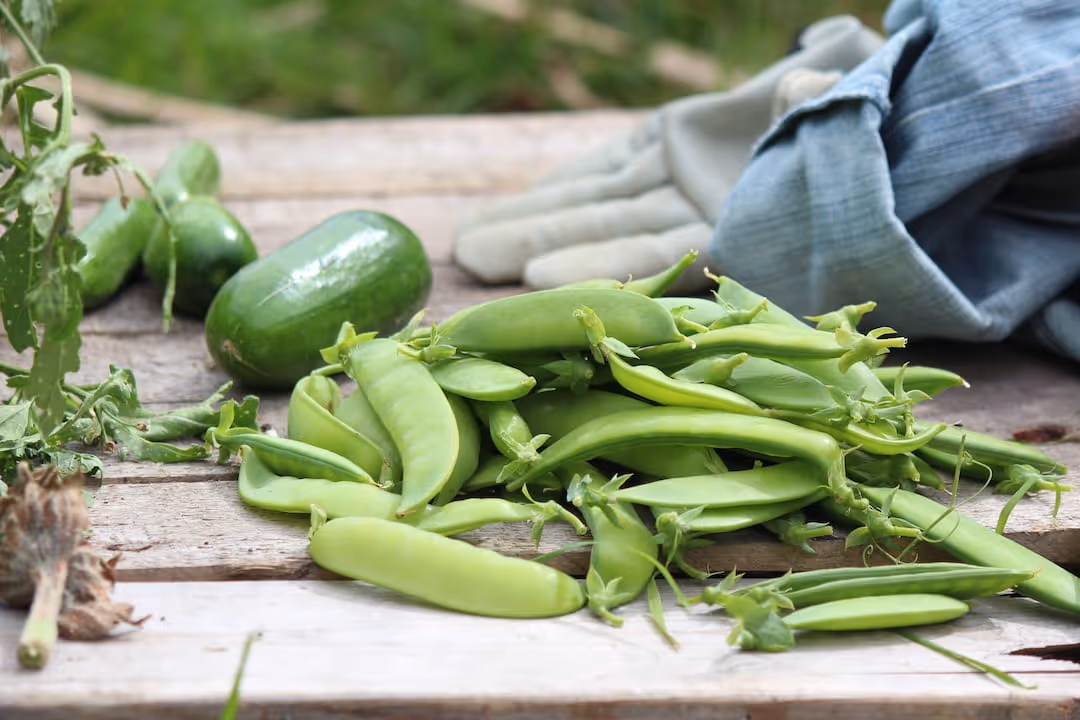 Healthy split pea plants growing in garden soil.